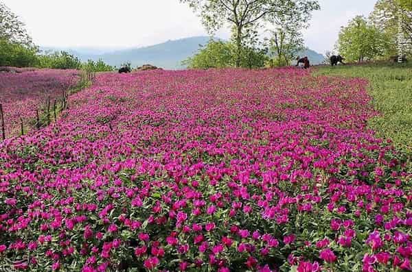 قیمت خرید گل گاو زبان صحرایی با فروش عمده